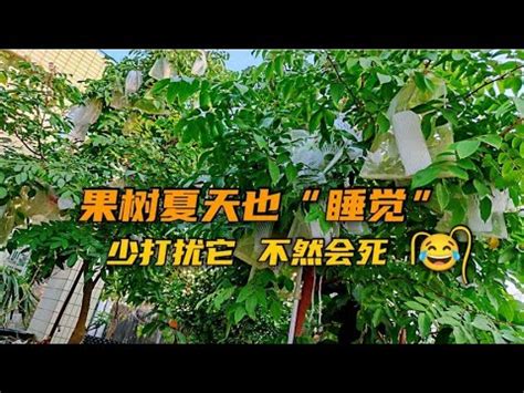 不用常澆水的果樹|有塊閒地，打算種果樹，什麼果樹耐旱，不用管理